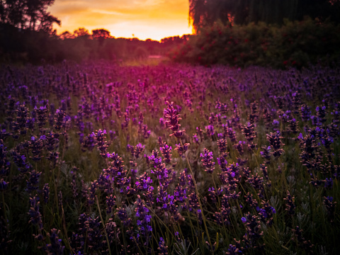 summer, lavender flowers are blooming, the sun is going down, the sky is orange, pink and purple, mobile photo