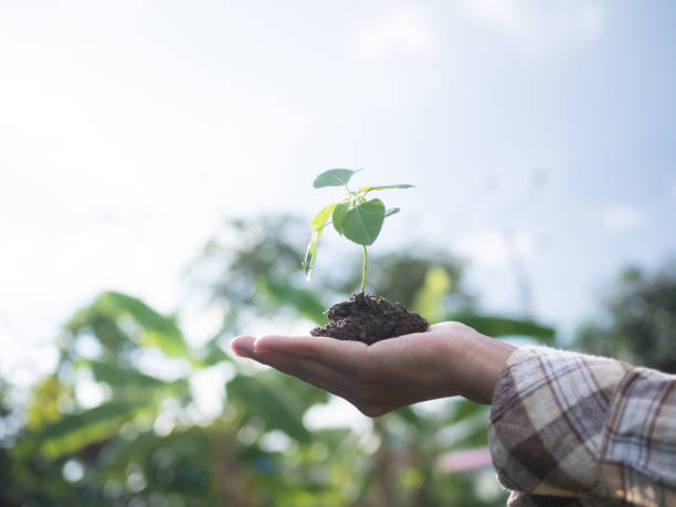istock Farmer Hand holding Small tree with soil on blur green fresh nature with sunlight. 1409239763