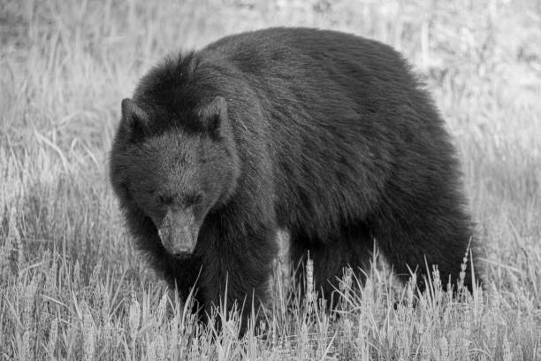 istock Young Black Bear in Whister, British Columbia 1409239938