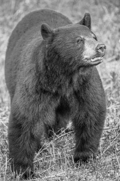 istock Bear Wildlife in Whistler British Columbia 1409239978