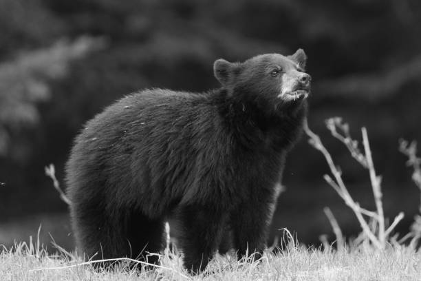 istock Black Bear, Whistler, British Columbia 1409240692