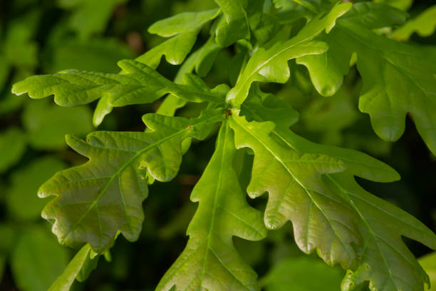 istock European oak, Quercus robur, spring new leaves under sunlight on a branch 1409240852