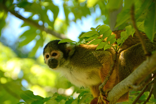 Single squirrel monkey hidding between the green foliage of a rowan tree.