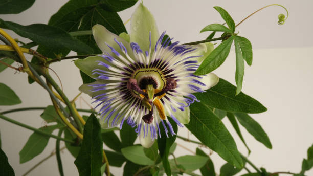 istock Passion flower  on a white background. Tropical plant. 1409243188