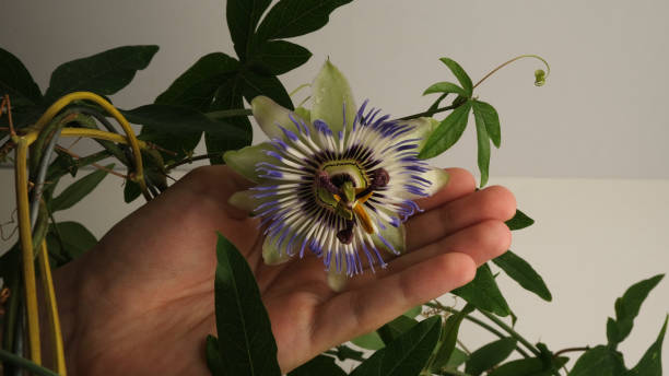 istock Passion flower  on a white background. Tropical plant. 1409243247