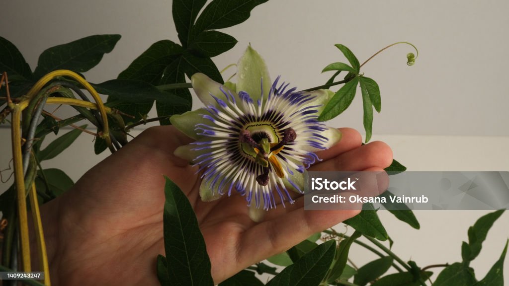 Passion flower  on a white background. Tropical plant. Hand Stock Photo