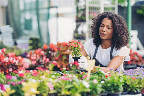 ouvrier d’une jardinerie arrangeant des fleurs en pot - garden center flower women plant photos et images de collection