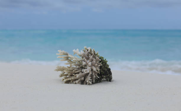 istock sea coral on white sand by the coast ocean 1409246036