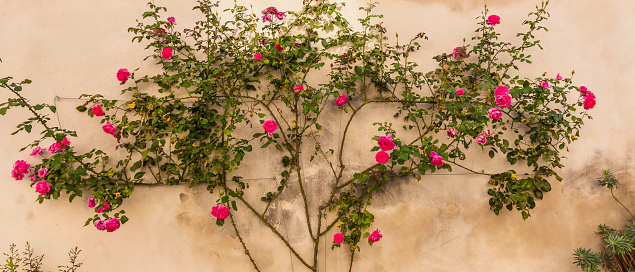 Climbing rose hanging from a beige masonry wall