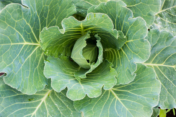 Wet fresh white cabbage after rain in the vegetable garden in summer