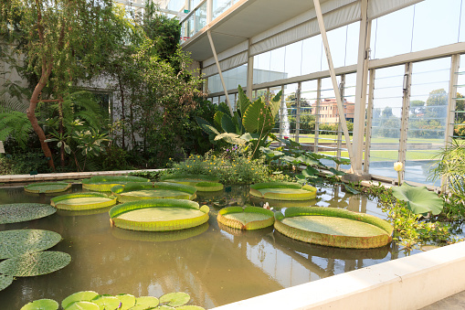 Padua, Italy - August 11, 2020: Water lilies (Nymphaeaceae) in greenhouse at botanical garden (Orto botanico). It is the worlds oldest academic botanical garden that is still in its original location.