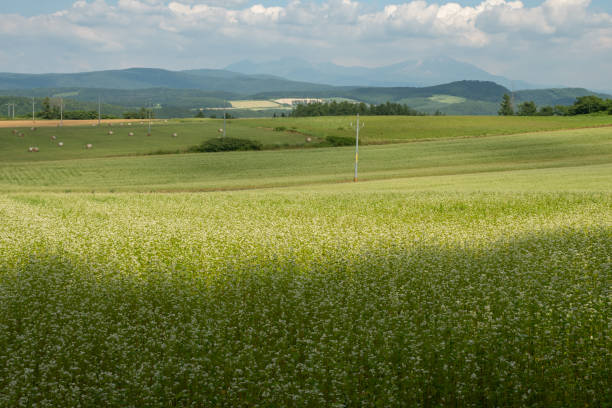 istock Summer buckwheat field with white flowers in full bloom 1409246624