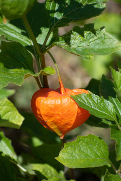 istock Orange chinese lantern plant fruit in summer garden 1409247240