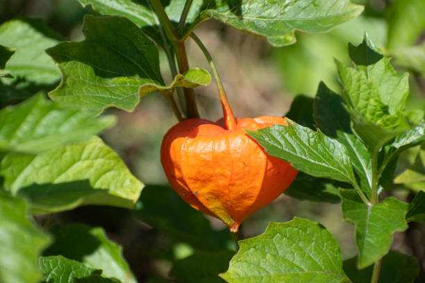 istock Orange chinese lantern plant fruit in summer garden 1409247401