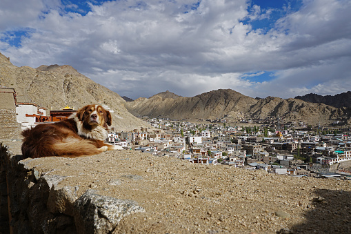 LEH CITY VIEW FROM LEH PALACE, dog looking camera, Leh Ladakh city in Jammu & Kashmir State, North India - September 2018