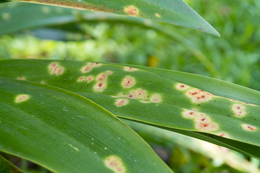Yellow leaf disease Found on the lower leaves at the base of the plant and spread to the top leaves.  It is a yellow round spot, if severe, the leaves turn brown.