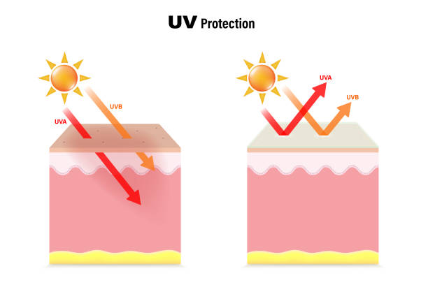 UV Protecttion. The difference between skin without sunscreen lotion and skin with sun protection lotion. UV Protecttion. The difference between skin without sunscreen lotion and skin with sun protection lotion. 
UVA and UVB radiographs of skin damage. melanoma stock illustrations