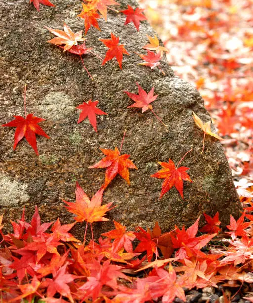 Photo of autumn maple leaves on garden stone