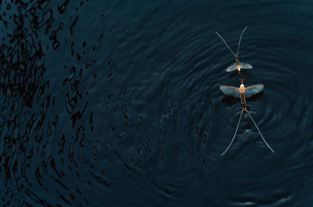 istock Mother And Child Mayflies On Water 1409251337