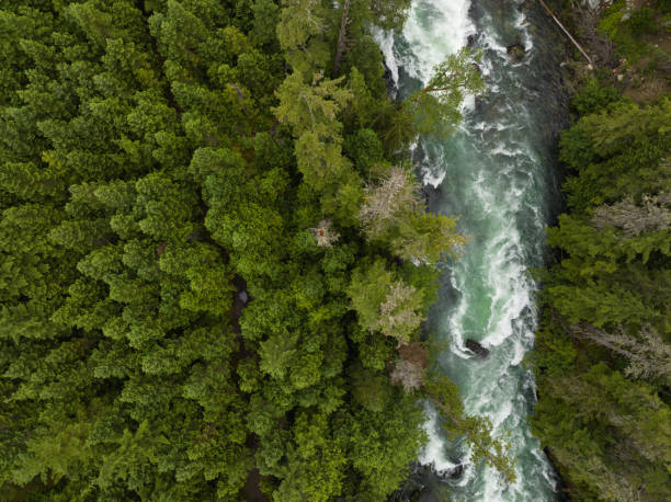 istock Aerial view of a river flowing through a temperate rainforest 1409251374