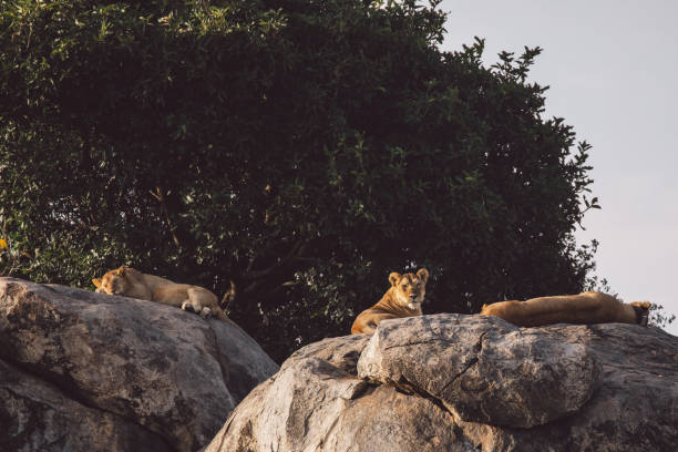 istock Lioness Sitting On Rock 1409251447