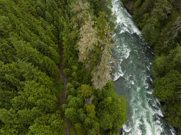 istock Aerial view of a river flowing through a temperate rainforest 1409251764