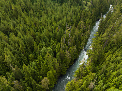 Drone view of a lush green coastal forest. Beauty in nature. Environmental conservation backgrounds. Cheakamus River in Whistler, Canada.