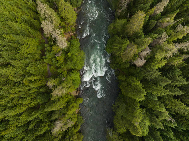 istock Top down view of a river flowing through a temperate rainforest 1409251851