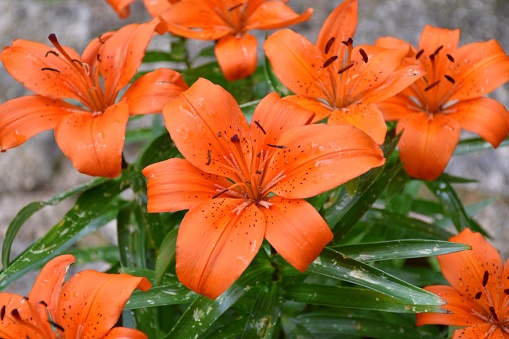 Bouquet of flowers in a garden pot.