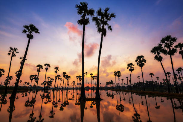 Photo of Silhouette sugar palm farm at sunrise, Pathum Thani