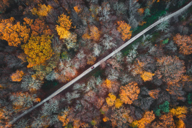 istock Driving a Car in Colorful Forest 1409254644