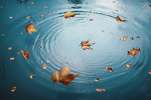Autumn leaves falling to the surface of the lake.