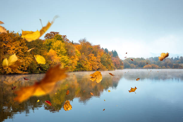 Autumn Leaves Flying In The Air stock photo