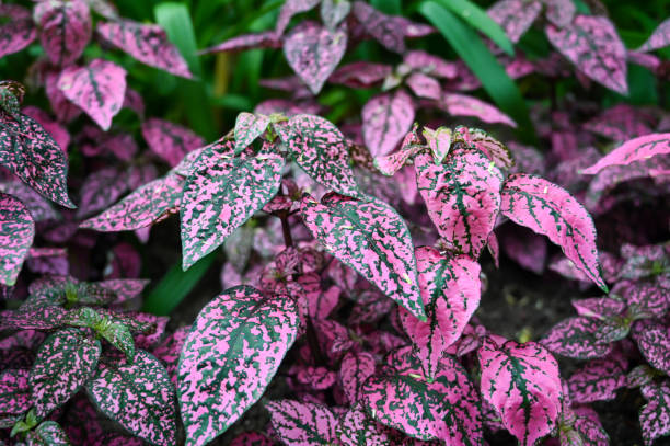 istock Caladium plant leaves growing in garden. 1409255002