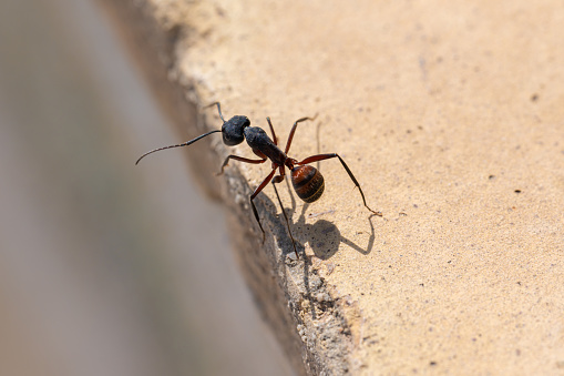 Carpenter ant (Camponotus) inspects a wall. high resolution macro of the ant with visible details.