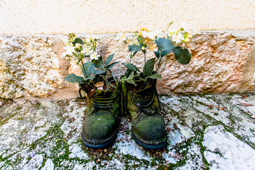 closeup of old mountain boots with moss turned into flower tray in Lusiana Vicenza Veneto Italy