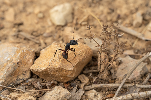 Carpenter ant (Camponotus) on a dry stone