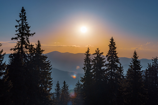 Dark dense tall silhouettes of thorny fir trees in the mountainous vegetative hilly valley of the Rhodope Mountains, against the background of a bright sunset multi-colored evening sky