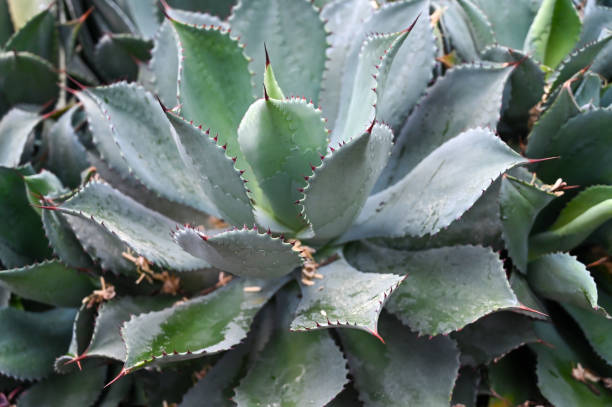 istock cyphostemma juttae plant growing in garden. 1409256595