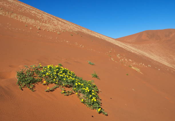 istock bush with yellow flowers at Sossusvlei 1409256649