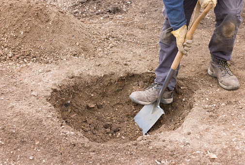 Gardener digging a hole in ground with a spade, preparing to plant a tree in a UK garden