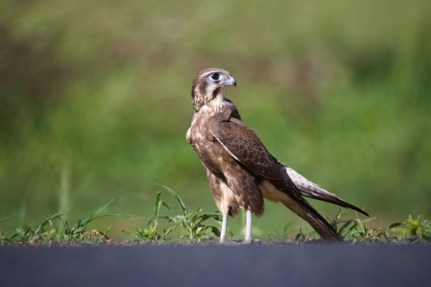 Brown Falcon Study stock photo