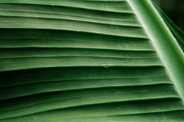 makrofotografia tekstury liści bananowca - banana leaf plant tree fruit zdjęcia i obrazy z banku zdjęć