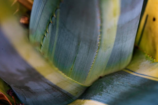 The halo is a perennial, ornamental plant with phytotherapeutic properties