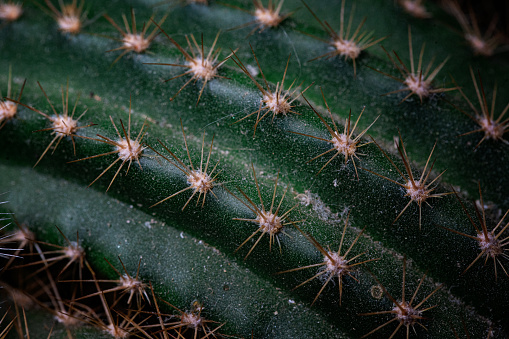 Macro photography, cactus texture