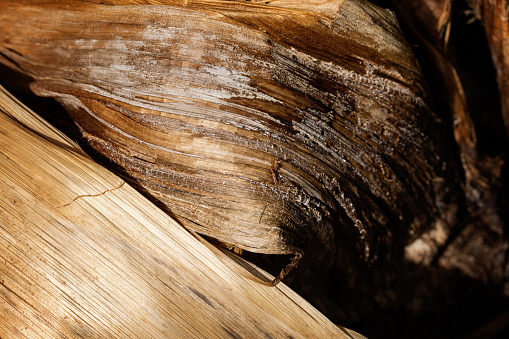 Macro shot of wooden texture