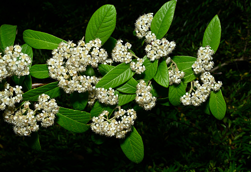 This cotoneaster grows at the side of the Rochdale Canal and was in full bloom by mid June. Very well focussed against a natural dark background.