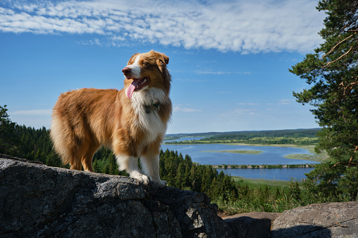 Concept of travel in Russia. View from Mount Paaso in Sortavala, Karelia. Australian Shepherd stands on top of mountain and enjoys views of nature on warm sunny summer day.