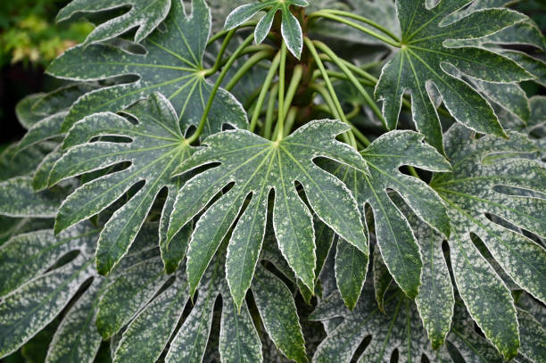 istock xerophyte desert plants growing in Garden. 1409258898