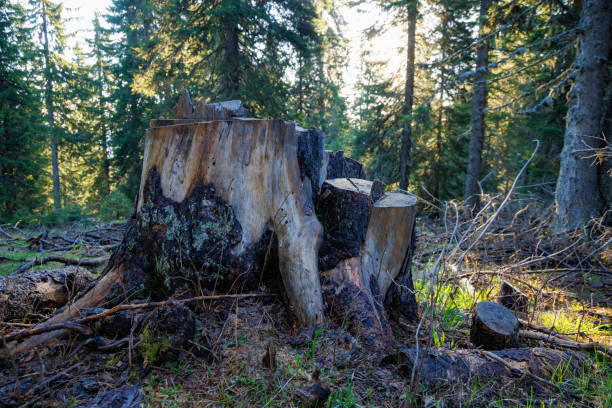 An old dilapidated stump covered with moss and other plants is located on a forest empty wild clearing, in a dark spruce green dense forest with tall fir trees